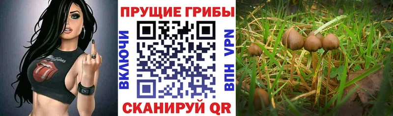 Псилоцибиновые грибы Cubensis Плавск